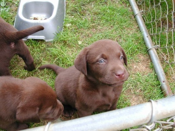 Chocolate Pups_1025.jpg